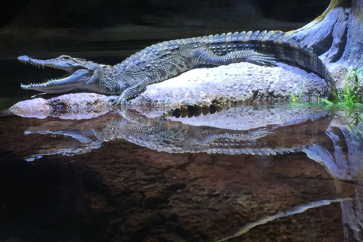 OdySea Aquarium - Gallery Image 2